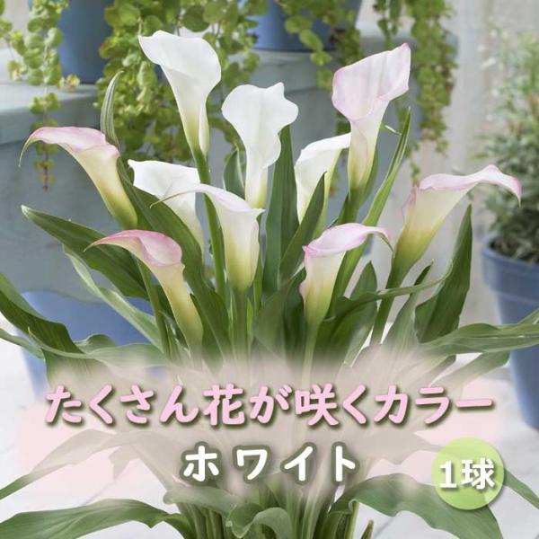 カラー 球根 1球 たくさん花が咲く 白 【 ホワイト 】春植え 植えっ