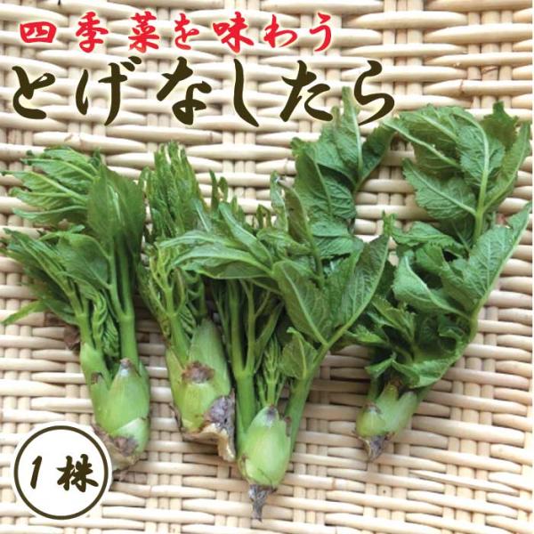 【こちらはご予約商品です】【発送時期の異なる商品とは同梱できません】発送時期が異なる商品を同時注文される場合、別送となるため追加で送料が発生します！発送時期については商品名・配送予定欄にてご確認いただくか、事前に同梱可能かお問合せください。...