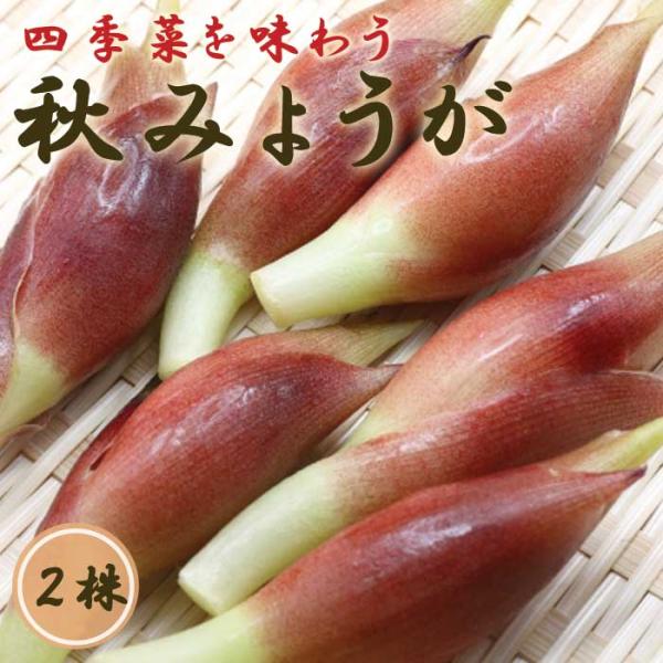 【こちらはご予約商品です】【発送時期の異なる商品とは同梱できません】発送時期が異なる商品を同時注文される場合、別送となるため追加で送料が発生します！発送時期については商品名・配送予定欄にてご確認いただくか、事前に同梱可能かお問合せください。...
