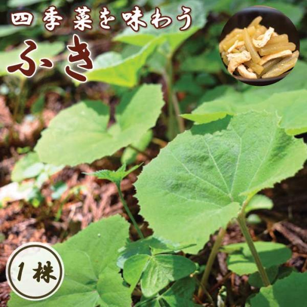 【こちらはご予約商品です】【発送時期の異なる商品とは同梱できません】発送時期が異なる商品を同時注文される場合、別送となるため追加で送料が発生します！発送時期については商品名・配送予定欄にてご確認いただくか、事前に同梱可能かお問合せください。...