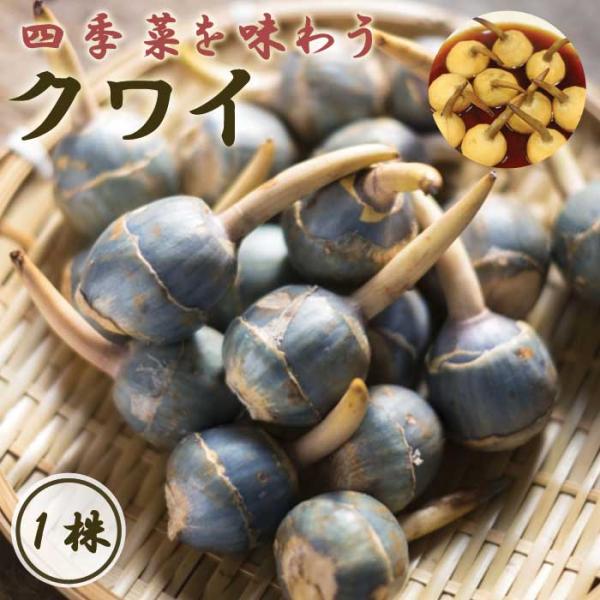 【こちらはご予約商品です】【発送時期の異なる商品とは同梱できません】発送時期が異なる商品を同時注文される場合、別送となるため追加で送料が発生します！発送時期については商品名・配送予定欄にてご確認いただくか、事前に同梱可能かお問合せください。...