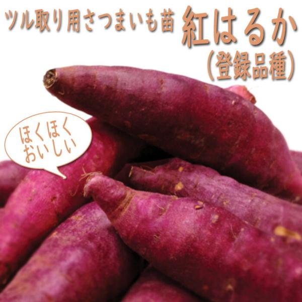 【こちらはご予約商品です】【発送時期の異なる商品とは同梱できません】発送時期が異なる商品を同時注文される場合、別送となるため追加で送料が発生します！発送時期については商品名・配送予定欄にてご確認いただくか、事前に同梱可能かお問合せください。...