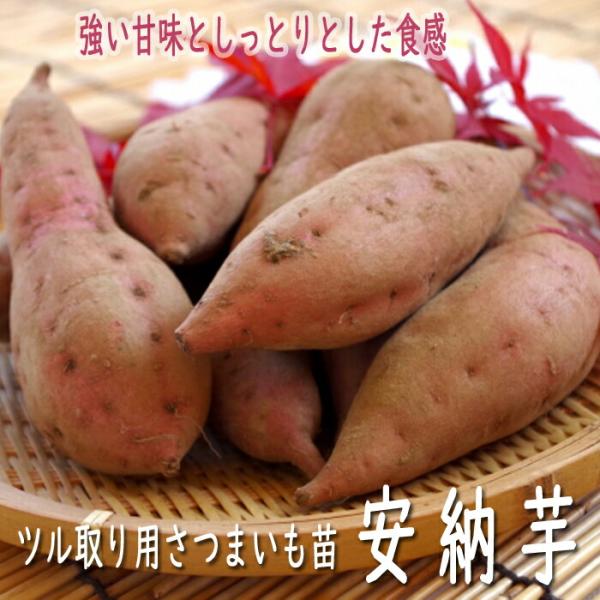 【こちらはご予約商品です】【発送時期の異なる商品とは同梱できません】発送時期が異なる商品を同時注文される場合、別送となるため追加で送料が発生します！発送時期については商品名・配送予定欄にてご確認いただくか、事前に同梱可能かお問合せください。...