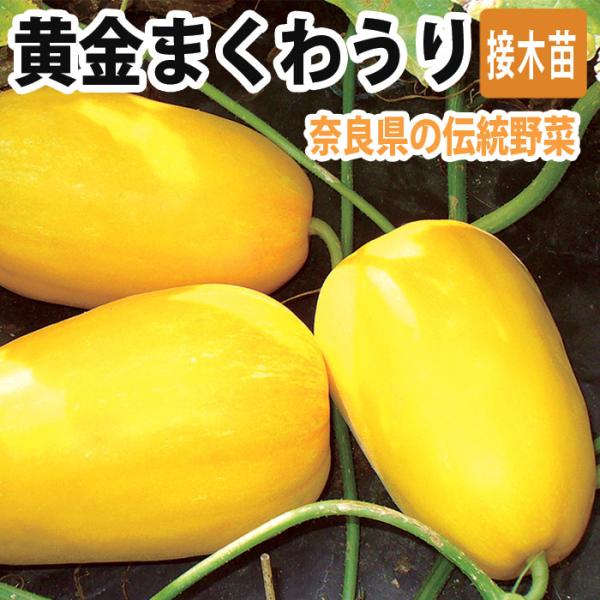 【こちらはご予約商品です】【発送時期の異なる商品とは同梱できません】発送時期が異なる商品を同時注文される場合、別送となるため追加で送料が発生します！発送時期については商品名・配送予定欄にてご確認いただくか、事前に同梱可能かお問合せください。...