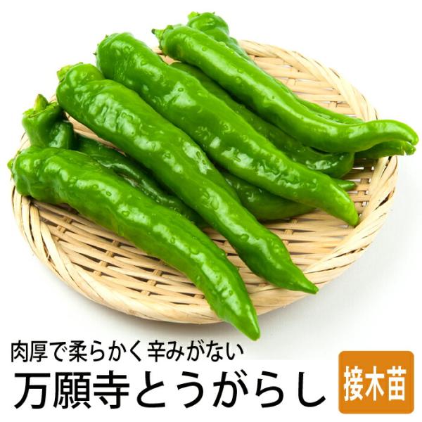 【こちらはご予約商品です】【発送時期の異なる商品とは同梱できません】発送時期が異なる商品を同時注文される場合、別送となるため追加で送料が発生します！発送時期については商品名・配送予定欄にてご確認いただくか、事前に同梱可能かお問合せください。...