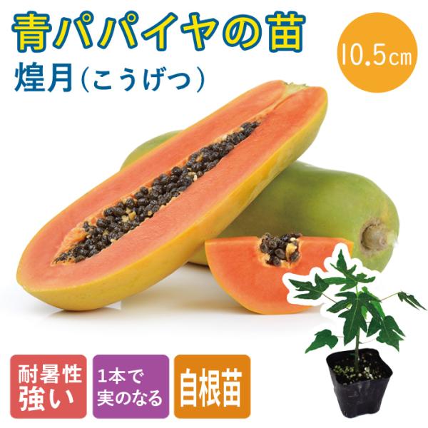 【こちらはご予約商品です】【発送時期の異なる商品とは同梱できません】発送時期が異なる商品を同時注文される場合、別送となるため追加で送料が発生します！発送時期については商品名・配送予定欄にてご確認いただくか、事前に同梱可能かお問合せください。...