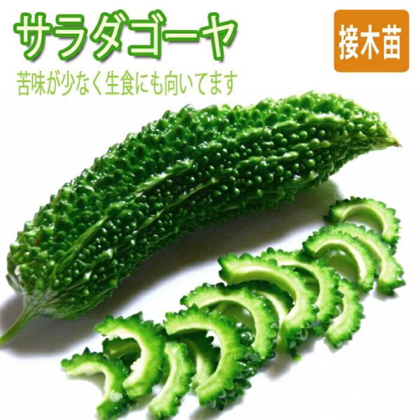 【こちらはご予約商品です】【発送時期の異なる商品とは同梱できません】発送時期が異なる商品を同時注文される場合、別送となるため追加で送料が発生します！発送時期については商品名・配送予定欄にてご確認いただくか、事前に同梱可能かお問合せください。...