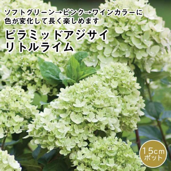 ピラミッド アジサイ 苗 グランデライムチーク ( 旧リトルライム ) 15ｃｍポット大苗 （登録品種） ノリウツギ あじさい 紫陽花 苗木 落葉樹  耐暑性 わい性