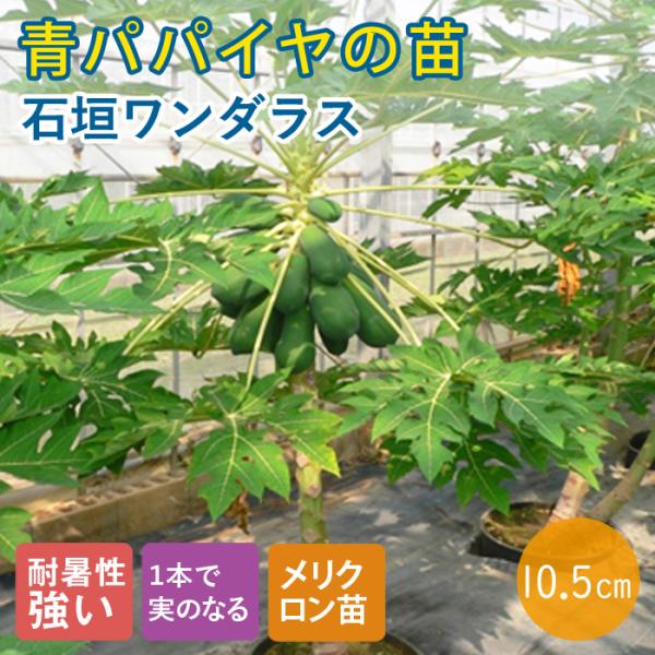 【こちらはご予約商品です】【発送時期の異なる商品とは同梱できません】発送時期が異なる商品を同時注文される場合、別送となるため追加で送料が発生します！発送時期については商品名・配送予定欄にてご確認いただくか、事前に同梱可能かお問合せください。...