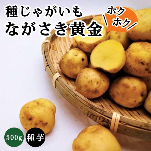 【８月中旬より発送・早割】 種 じゃがいも ながさき黄金 PVP 約500ｇ※大小ミックス※ 秋じゃが 秋植え 馬鈴薯 種芋 登録品種 家庭菜園 花の大和