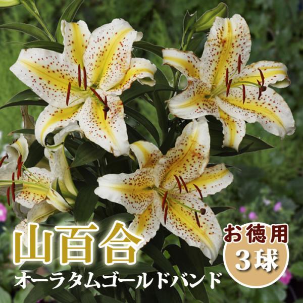 【発送時期の異なる商品とは同梱できません】発送時期が異なる商品を同時注文される場合、別送となるため追加で送料が発生します！発送時期については商品名・配送予定欄にてご確認いただくか、事前に同梱可能かお問合せください。※写真はイメージです。植物...