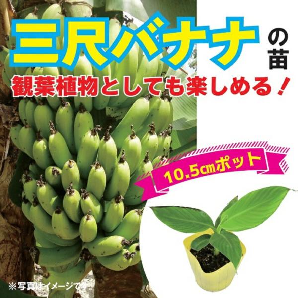 【予約・早割】三尺バナナ 苗 10.5ｃｍポット バナナ トロピカル 南国テイスト 観葉植物としても 果樹苗 甘くておいしい おやつ果樹【5月中旬より順次発送】