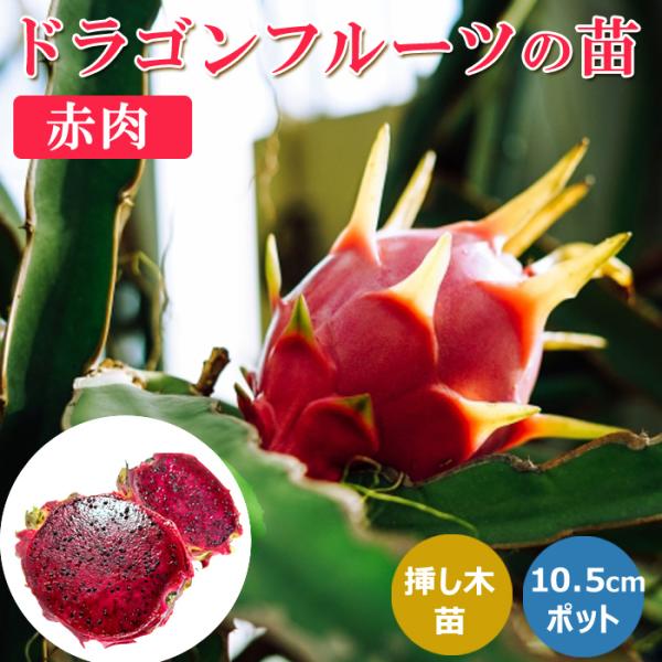 予約・早割】ドラゴンフルーツ 苗 10.5cmポット 赤肉 挿し木苗 