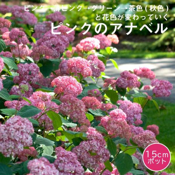 アジサイ アナベル 苗 ピンクのアナベル 15ｃｍポット大苗 （登録品種）紫陽花 苗木 庭木 花木 低木 日陰落葉低木 生育旺盛 植えっぱなしOK 丈夫 育てやすい
