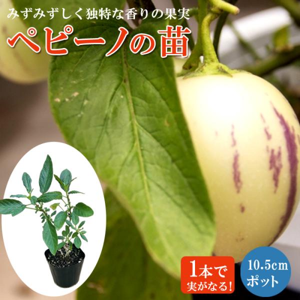 【予約・早割】ペピーノ 苗 10.5cmポット 挿し木苗 トロピカル 自家結実性 熱帯植物【5月中旬より順次発送】