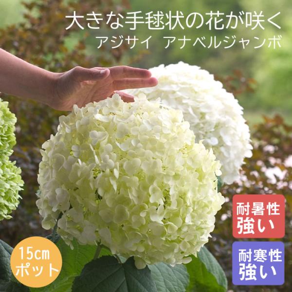 アジサイ アナベル 苗 グランデクリーム（旧アナベルジャンボ） 15ｃｍポット大苗 （登録品種） 紫陽花 花木 落葉樹 低木 耐寒性 耐暑性 丈夫 育てやすい PW