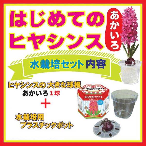 【発送時期の異なる商品とは同梱できません】発送時期が異なる商品を同時注文される場合、別送となるため追加で送料が発生します！発送時期については商品名・配送予定欄にてご確認いただくか、事前に同梱可能かお問合せください。※写真はイメージです。植物...