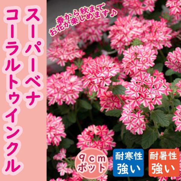 花苗 苗  スーパーベナ コーラルトゥインクル 暑さに強い 病気に強い ９ｃｍポット 鉢植 花壇 ハンギング 登録品種