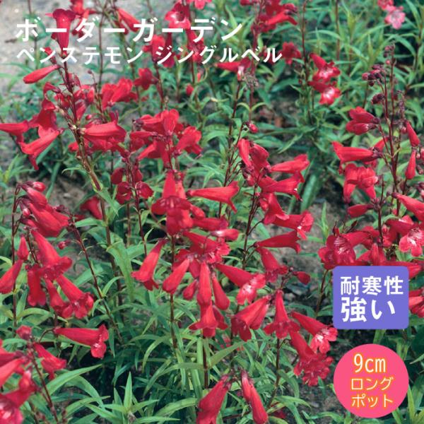 宿根草 苗 ペンステモン ジングルベル 9ｃｍロングポット 草丈の高い ボーダー ガーデン しゅっこんそう 多年草