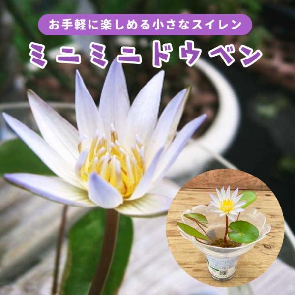 スイレン ミニミニ ドウベン 2.5号 【 フラッペカップ 1個 ＋ 苗 1個 】 白花種 熱帯性 睡蓮 お手軽に楽しめる 浮葉植物 水生植物 暑さに強い