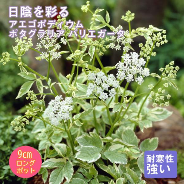 宿根草 苗 アエゴポディウム ポタグラリア バリエガータ ９ｃｍロングポット 日陰 半日陰 シェード ガーデン 多年草