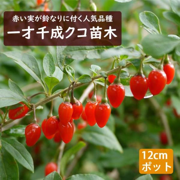 【発送時期の異なる商品とは同梱できません】発送時期が異なる商品を同時注文される場合、別送となるため追加で送料が発生します！発送時期については商品名・配送予定欄にてご確認いただくか、事前に同梱可能かお問合せください。※写真はイメージです。植物...