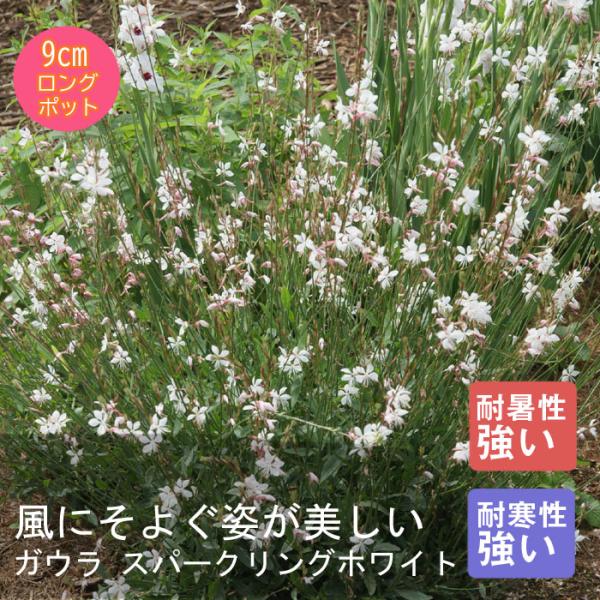 宿根草 苗 ガウラ スパークリングホワイト 9ｃｍロングポット 暑さに強い 耐暑性 しゅっこんそう 多年草 ペレニアル