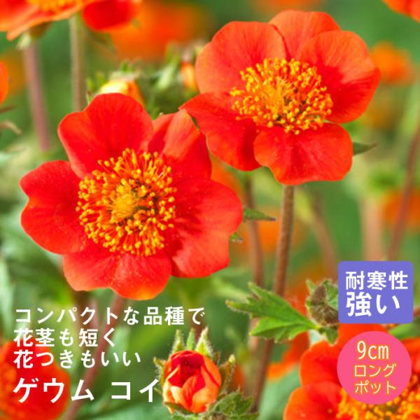 宿根草 苗 ゲウム コイ 9ｃｍロングポット バラに合う しゅっこんそう 多年草 ペレニアル