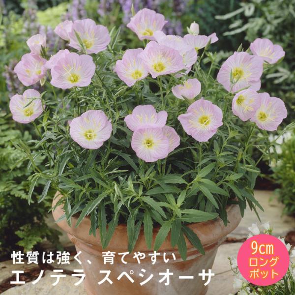 宿根草 苗 エノテラ スペシオーサ ９ｃｍロングポット 草丈の低い しゅっこんそう 多年草 ペレニアル