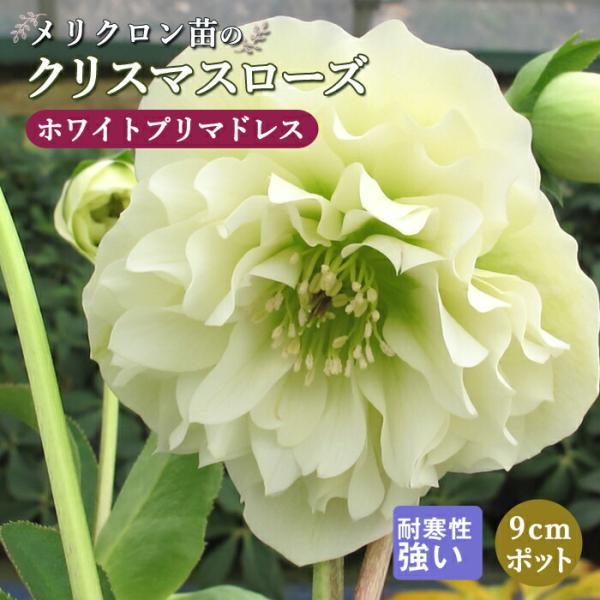 【発送時期の異なる商品とは同梱できません】発送時期が異なる商品を同時注文される場合、別送となるため追加で送料が発生します！発送時期については商品名・配送予定欄にてご確認いただくか、事前に同梱可能かお問合せください。※写真はイメージです。植物...