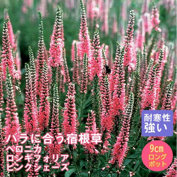 宿根草 苗 ベロニカ ロンギフォリア ピンクシェーズ 9ｃｍロングポット バラに合う しゅっこんそう 多年草
