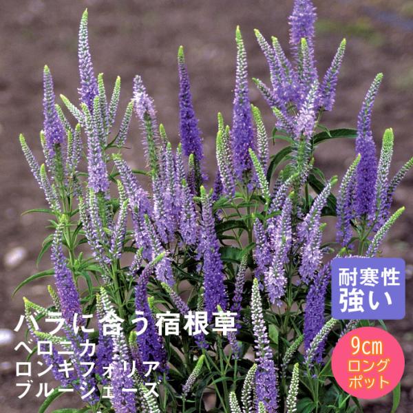 宿根草 苗 ベロニカ ロンギフォリア ブルーシェーズ  9ｃｍロングポット バラに合う しゅっこんそう 多年草