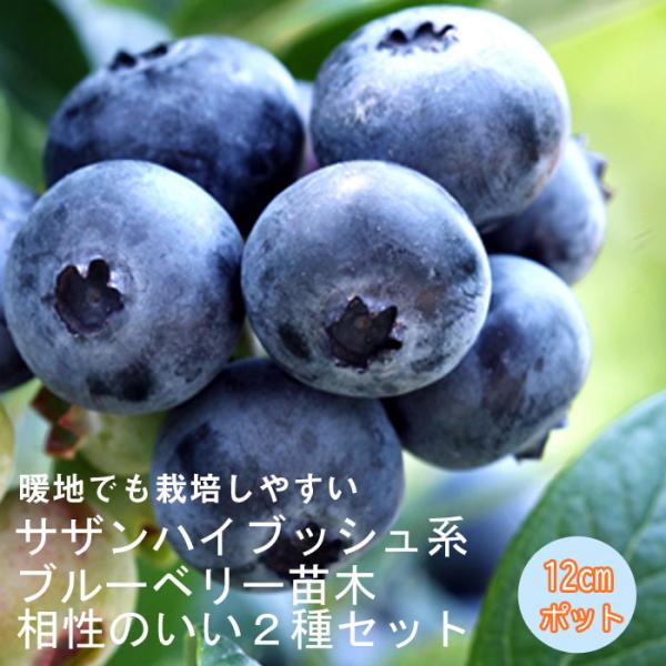 【発送時期の異なる商品とは同梱できません】発送時期が異なる商品を同時注文される場合、別送となるため追加で送料が発生します！発送時期については商品名・配送予定欄にてご確認いただくか、事前に同梱可能かお問合せください。サザンハイブッシュ系ブルー...