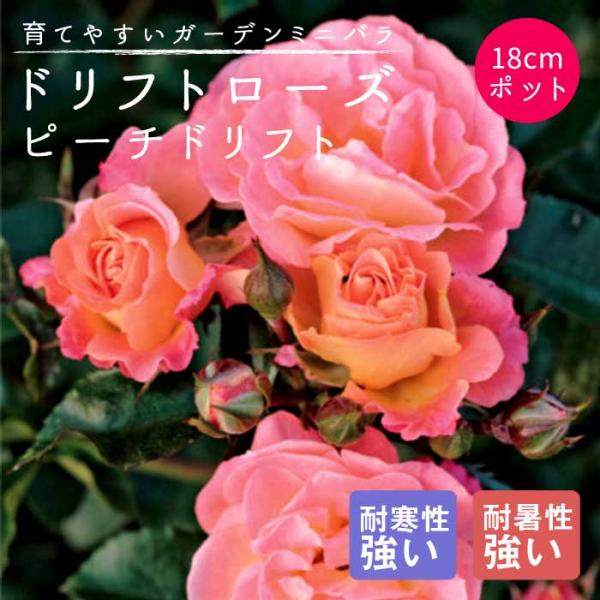 花の大和 ドリフトローズ 苗 ピーチドリフト 18cmポット 育てやすい