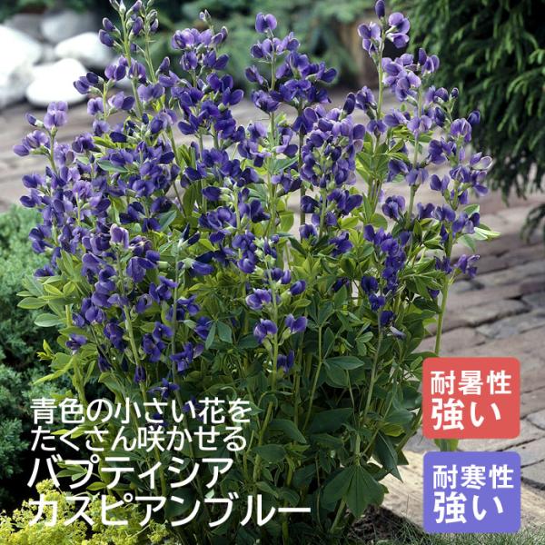 宿根草 苗 バプティシア　カスピアンブルー 9ｃｍロングポット 切り花として楽しむ