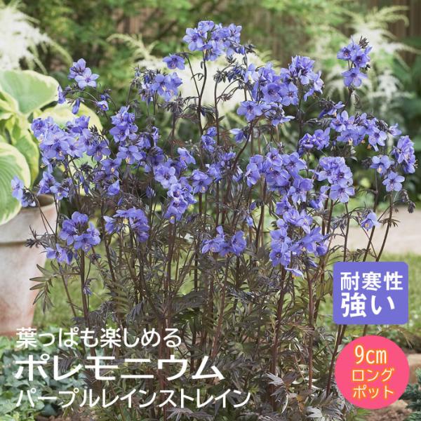 【こちらはご予約商品です】【発送時期の異なる商品とは同梱できません】発送時期が異なる商品を同時注文される場合、別送となるため追加で送料が発生します！発送時期については商品名・配送予定欄にてご確認いただくか、事前に同梱可能かお問合せください。...