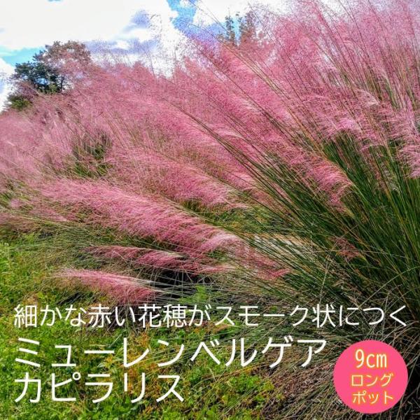 【こちらはご予約商品です】【発送時期の異なる商品とは同梱できません】発送時期が異なる商品を同時注文される場合、別送となるため追加で送料が発生します！発送時期については商品名・配送予定欄にてご確認いただくか、事前に同梱可能かお問合せください。...