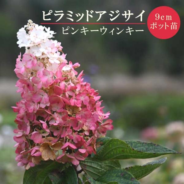 ノリウツギ ピンキーウィンキー 9cmポット 苗 ピラミッド アジサイ パニキュラータ シュラブ 耐暑性 耐寒性 低木