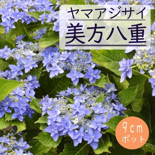 ヤマアジサイ 苗 美方八重 ( みかたやえ ) 9ｃｍロングポット 山アジサイ 紫陽花 あじさい 花木
