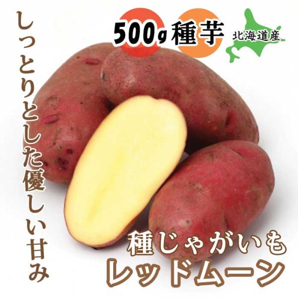 【こちらはご予約商品です】【発送時期の異なる商品とは同梱できません】発送時期が異なる商品を同時注文される場合、別送となるため追加で送料が発生します！発送時期については商品名・配送予定欄にてご確認いただくか、事前に同梱可能かお問合せください。...