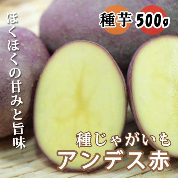 【こちらはご予約商品です】【発送時期の異なる商品とは同梱できません】発送時期が異なる商品を同時注文される場合、別送となるため追加で送料が発生します！発送時期については商品名・配送予定欄にてご確認いただくか、事前に同梱可能かお問合せください。...