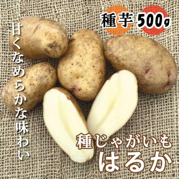 【こちらはご予約商品です】【発送時期の異なる商品とは同梱できません】発送時期が異なる商品を同時注文される場合、別送となるため追加で送料が発生します！発送時期については商品名・配送予定欄にてご確認いただくか、事前に同梱可能かお問合せください。...