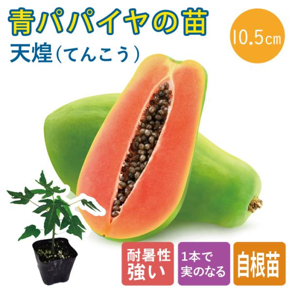 【こちらはご予約商品です】【発送時期の異なる商品とは同梱できません】発送時期が異なる商品を同時注文される場合、別送となるため追加で送料が発生します！発送時期については商品名・配送予定欄にてご確認いただくか、事前に同梱可能かお問合せください。...