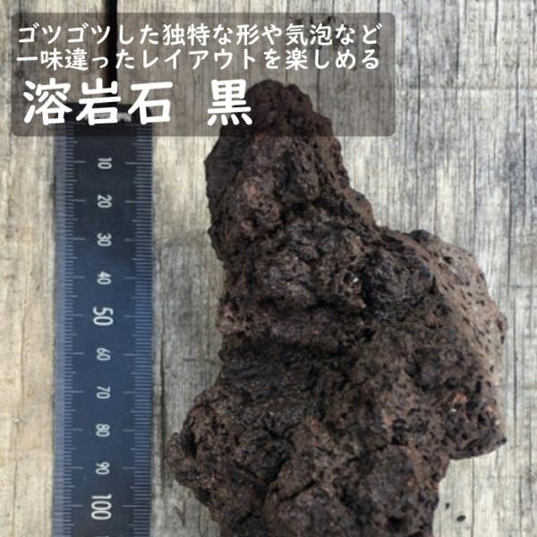 石材 】 溶岩石 黒 1個 苔テラリウム 盆栽 テラリウム アクアリウム 