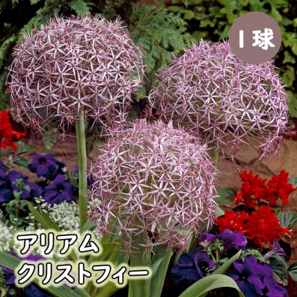 hananoyamato-online_1-