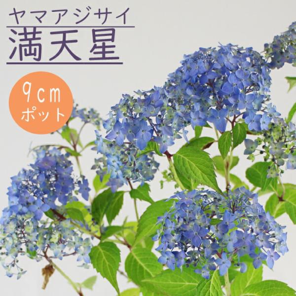 ヤマアジサイ 苗 満天星 ( まんてんぼし ) 9ｃｍロングポット 山アジサイ 紫陽花 あじさい 花木