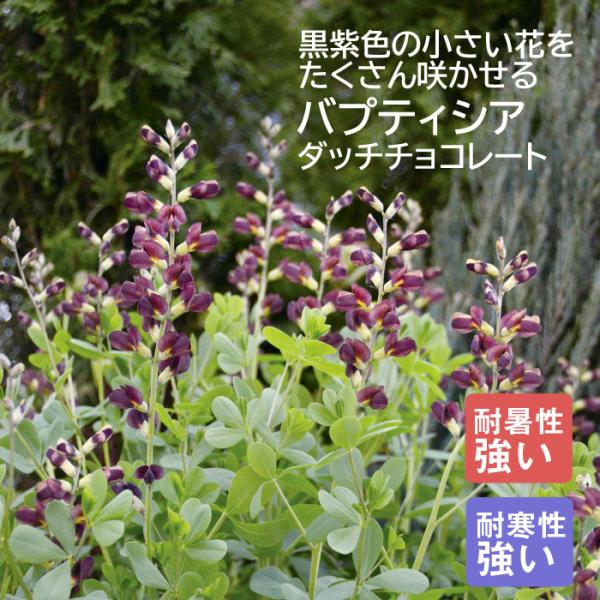 プレミアム 宿根草 苗 バプティシア ダッチ チョコレート 12ｃｍポット しゅっこんそう 多年草