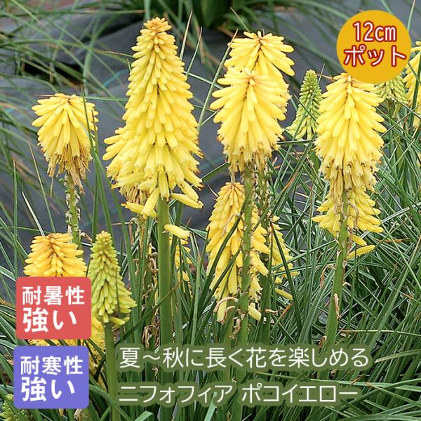 プレミアム 宿根草 苗 ニフォフィア ポコイエロー 12ｃｍポット しゅっこんそう 多年草  黄色 イエロー