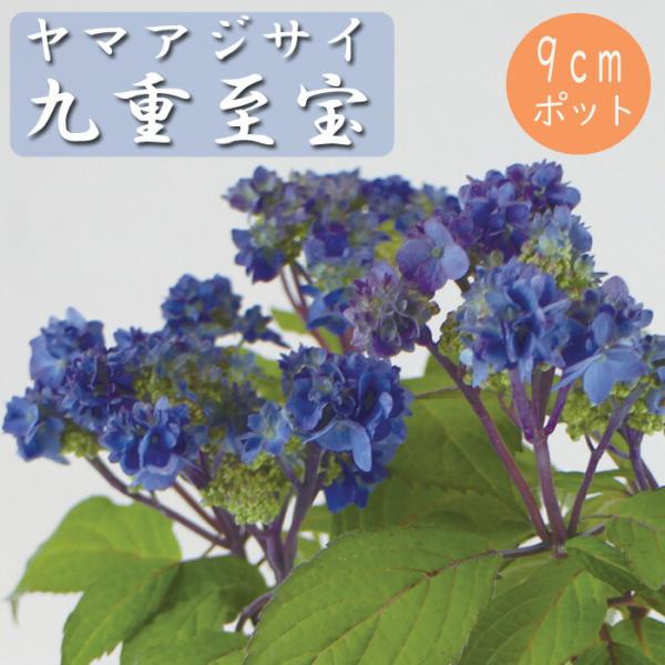 hananoyamato-online_1-