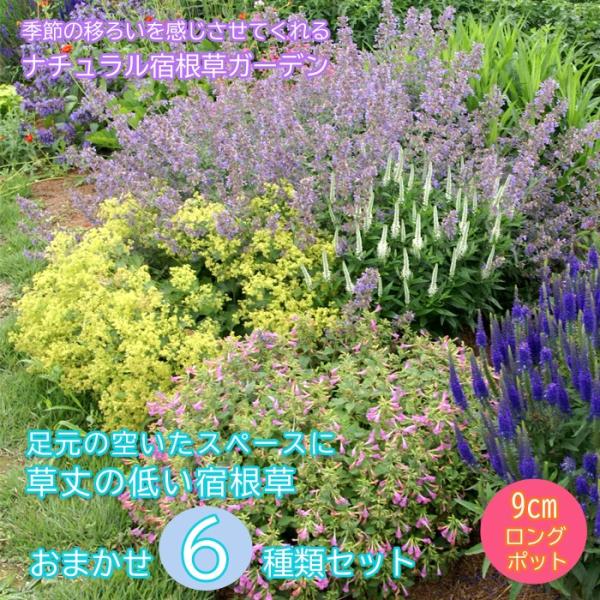 宿根草2年生苗No.7　 9cmポット8個 宿根草 苗 セット 9cmロングポット 草丈の低い 6品種 見計らい